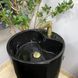 Умывальник (раковина) VBI AGRIENTO BLACK GLOSSY напольный VBI-019005 фото 5
